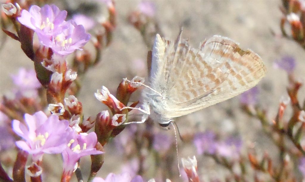 Lampides boeticus